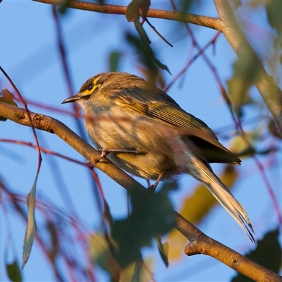 Caligavis chrysops (Yellow-faced Honeyeater) at Ainslie, ACT - 28 Sep 2024 by jb2602