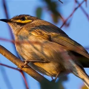 Caligavis chrysops at Ainslie, ACT - 28 Sep 2024 05:49 PM