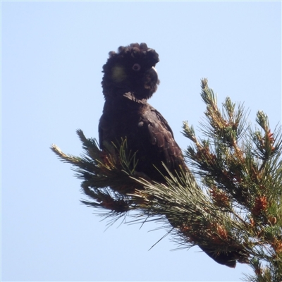 Zanda funerea (Yellow-tailed Black-Cockatoo) at Lake Bathurst, NSW - 1 Oct 2024 by MatthewFrawley