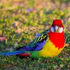 Platycercus eximius (Eastern Rosella) at Ainslie, ACT - 28 Sep 2024 by jb2602