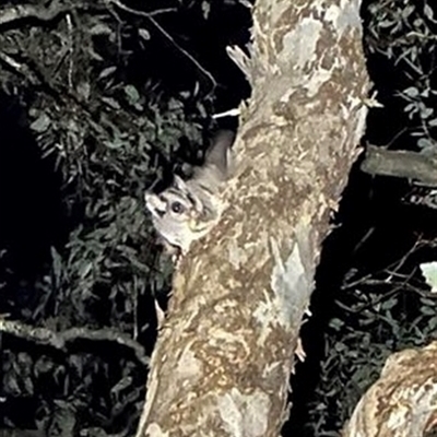 Petaurus notatus (Krefft’s Glider, formerly Sugar Glider) at Symonston, ACT - 1 Oct 2024 by Ash295