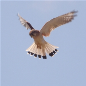 Falco cenchroides at Bungonia, NSW - 1 Oct 2024