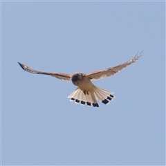 Falco cenchroides at Bungonia, NSW - 1 Oct 2024