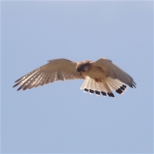 Falco cenchroides at Bungonia, NSW - 1 Oct 2024