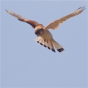 Falco cenchroides at Bungonia, NSW - 1 Oct 2024