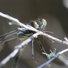 Austroargiolestes icteromelas (Common Flatwing) at Mongarlowe, NSW - 1 Oct 2024 by LisaH