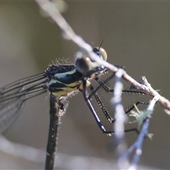 Austroargiolestes icteromelas at Mongarlowe, NSW - 1 Oct 2024