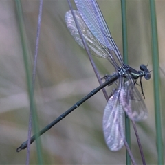 Austroargiolestes icteromelas at Mongarlowe, NSW - 1 Oct 2024