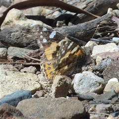 Vanessa kershawi (Australian Painted Lady) at Bungonia, NSW - 1 Oct 2024 by MatthewFrawley