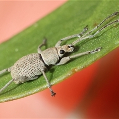 Merimnetes oblongus (Radiata pine shoot weevil) at Mongarlowe, NSW - 1 Oct 2024 by LisaH