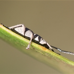 Merimnetes oblongus at Mongarlowe, NSW - suppressed