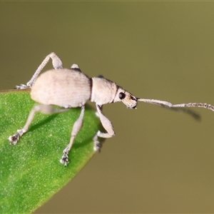 Merimnetes oblongus at Mongarlowe, NSW - suppressed