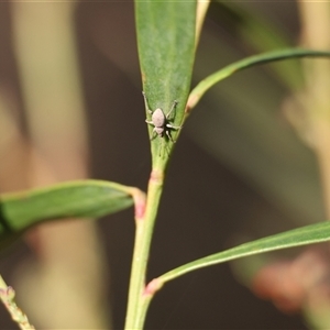 Merimnetes oblongus at Mongarlowe, NSW - suppressed