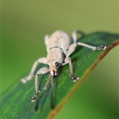 Merimnetes oblongus at Mongarlowe, NSW - suppressed