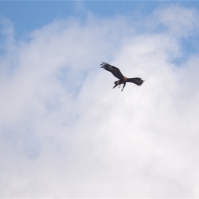 Aquila audax (Wedge-tailed Eagle) at Bungonia, NSW - 1 Oct 2024 by MatthewFrawley