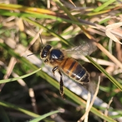 Apis mellifera (European honey bee) at Mongarlowe, NSW - 1 Oct 2024 by LisaH