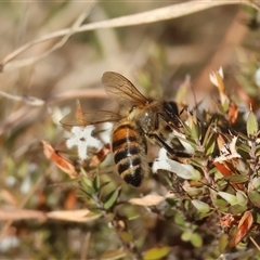 Apis mellifera at Mongarlowe, NSW - suppressed