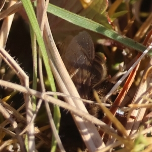 Apis mellifera at Mongarlowe, NSW - 1 Oct 2024