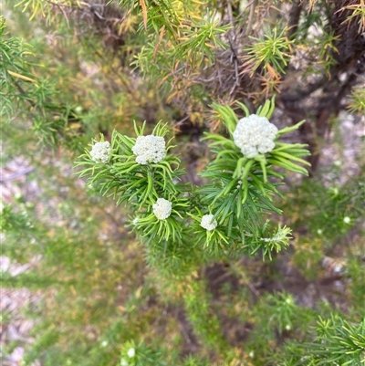 Cassinia aculeata subsp. aculeata (Dolly Bush, Common Cassinia, Dogwood) at Garran, ACT - 30 Sep 2024 by ruthkerruish