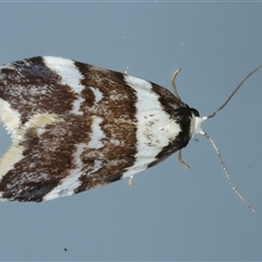 Halone sejuncta (Variable Halone) at Ainslie, ACT - 25 Sep 2024 by jb2602