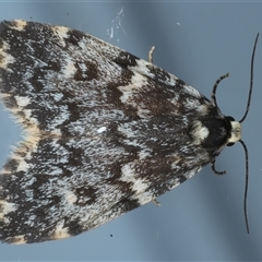 Halone coryphoea (Eastern Halone moth) at Ainslie, ACT - 24 Sep 2024 by jb2602