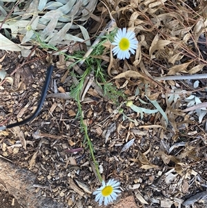 Brachyscome sp. at Garran, ACT - suppressed