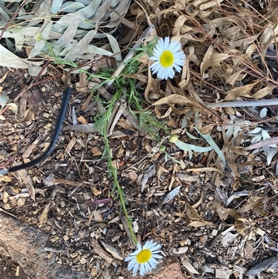 Brachyscome sp. (Cut-leaf Daisy) at Garran, ACT - 1 Oct 2024 by ruthkerruish