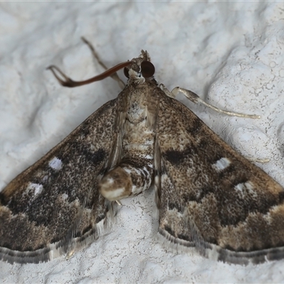 Nacoleia rhoeoalis (Spilomelinae) at Ainslie, ACT - 24 Sep 2024 by jb2602