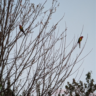 Platycercus eximius (Eastern Rosella) at Watson, ACT - 1 Oct 2024 by AniseStar