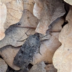 Agrotis infusa (Bogong Moth, Common Cutworm) at Watson, ACT - 30 Sep 2024 by AniseStar