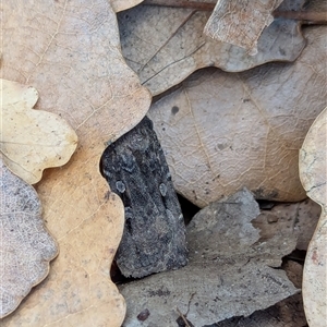 Agrotis infusa at Watson, ACT - suppressed