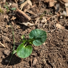 Viola odorata (Sweet Violet, Common Violet) at Watson, ACT - 29 Sep 2024 by AniseStar