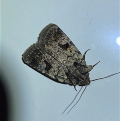 Thoracolopha (genus) (A Noctuid moth) at Denman Prospect, ACT - 1 Oct 2024 by SteveBorkowskis