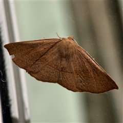 Idiodes apicata (Bracken Moth) at Surf Beach, NSW - 1 Oct 2024 by Hejor1