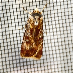 Agrotis munda (Brown Cutworm) at Surf Beach, NSW - 1 Oct 2024 by Hejor1