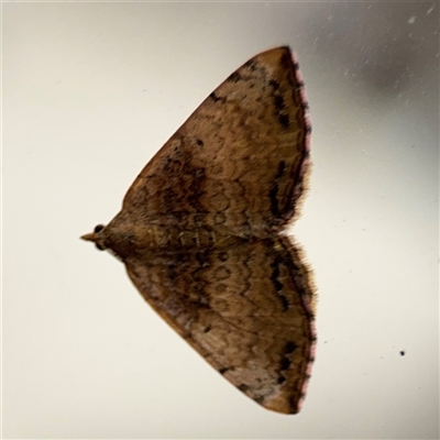 Chrysolarentia mecynata (Mecynata Carpet Moth) at Surf Beach, NSW - 1 Oct 2024 by Hejor1