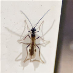 Ichneumonidae (family) (Unidentified ichneumon wasp) at Surf Beach, NSW - 1 Oct 2024 by Hejor1