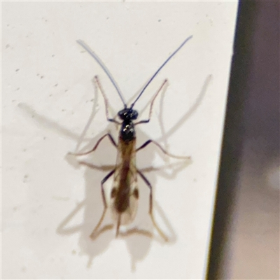 Ichneumonidae (family) (Unidentified ichneumon wasp) at Surf Beach, NSW - 1 Oct 2024 by Hejor1