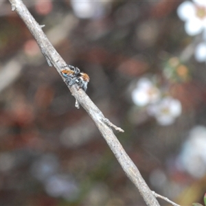 Maratus calcitrans at O'Connor, ACT - 1 Oct 2024