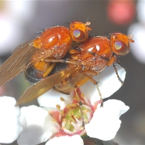 Lauxaniidae (family) at O'Connor, ACT - 1 Oct 2024 12:52 PM