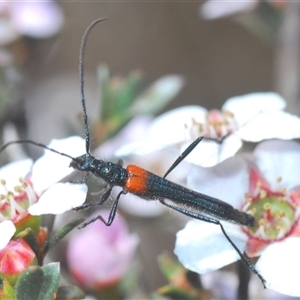 Oroderes humeralis at O'Connor, ACT - 1 Oct 2024 12:51 PM