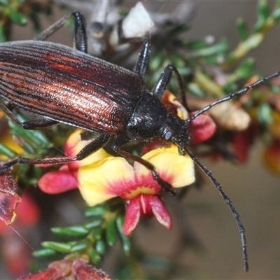 Homotrysis cisteloides (Darkling beetle) at O'Connor, ACT - 1 Oct 2024 by Harrisi