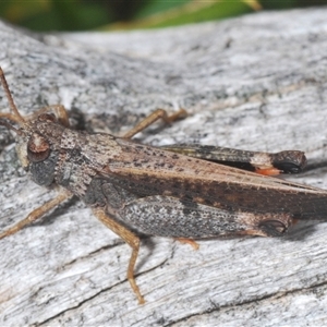 Cryptobothrus chrysophorus at Uriarra Village, ACT - 30 Sep 2024 12:57 PM