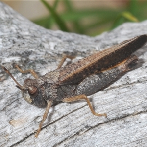 Cryptobothrus chrysophorus at Uriarra Village, ACT - 30 Sep 2024 12:57 PM