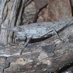 Coryphistes ruricola at Bruce, ACT - 29 Sep 2024 06:21 PM
