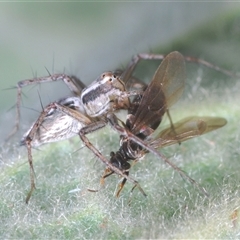 Oxyopidae (family) (Lynx spider) at Uriarra Village, ACT - 30 Sep 2024 by Harrisi