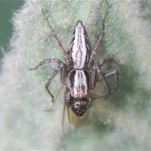 Oxyopidae (family) at Uriarra Village, ACT - 30 Sep 2024