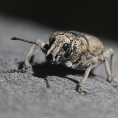 Polyphrades paganus (A weevil) at O'Connor, ACT - 29 Sep 2024 by Harrisi