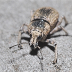 Polyphrades paganus at O'Connor, ACT - 29 Sep 2024 06:12 PM