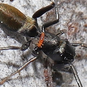 Ichneumonoidea (Superfamily) at Hackett, ACT - 1 Sep 2024